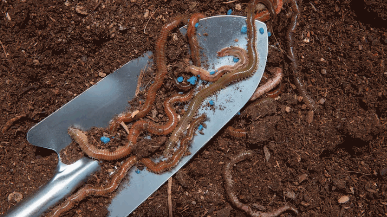 НГТУ разработал биоудобрение на основе вермиком...