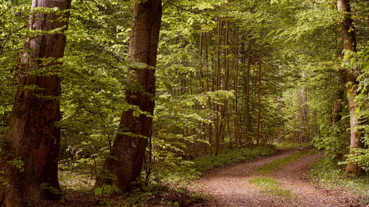 Лесная охрана Самарской области в 2025 году ошт...