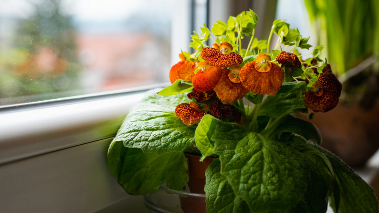 Эксперимент с мимозой стыдливой доказал, что ра...