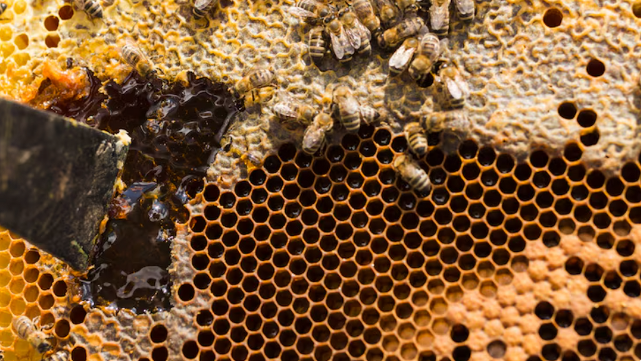 Алтайский государственный аграрный университет ...