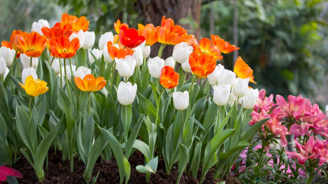 Среди пеларгоний есть особенная группа — гибрид...