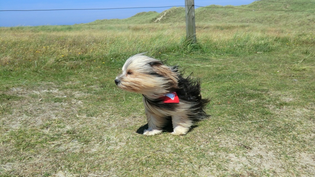 В Самарской области объявлен желтый уровень опасности из-за сильного ветра Скорость южного метра может достигать 18 м/с
