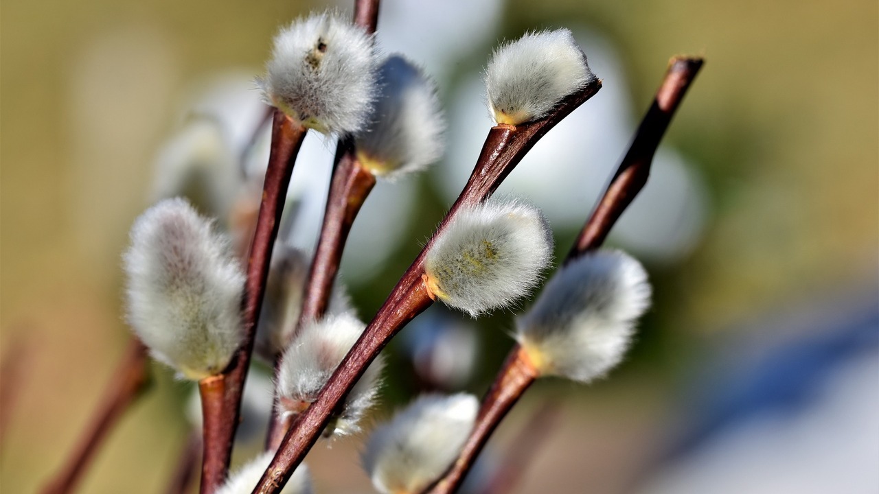 Православные вспоминают чудо воскрешения Лазаря