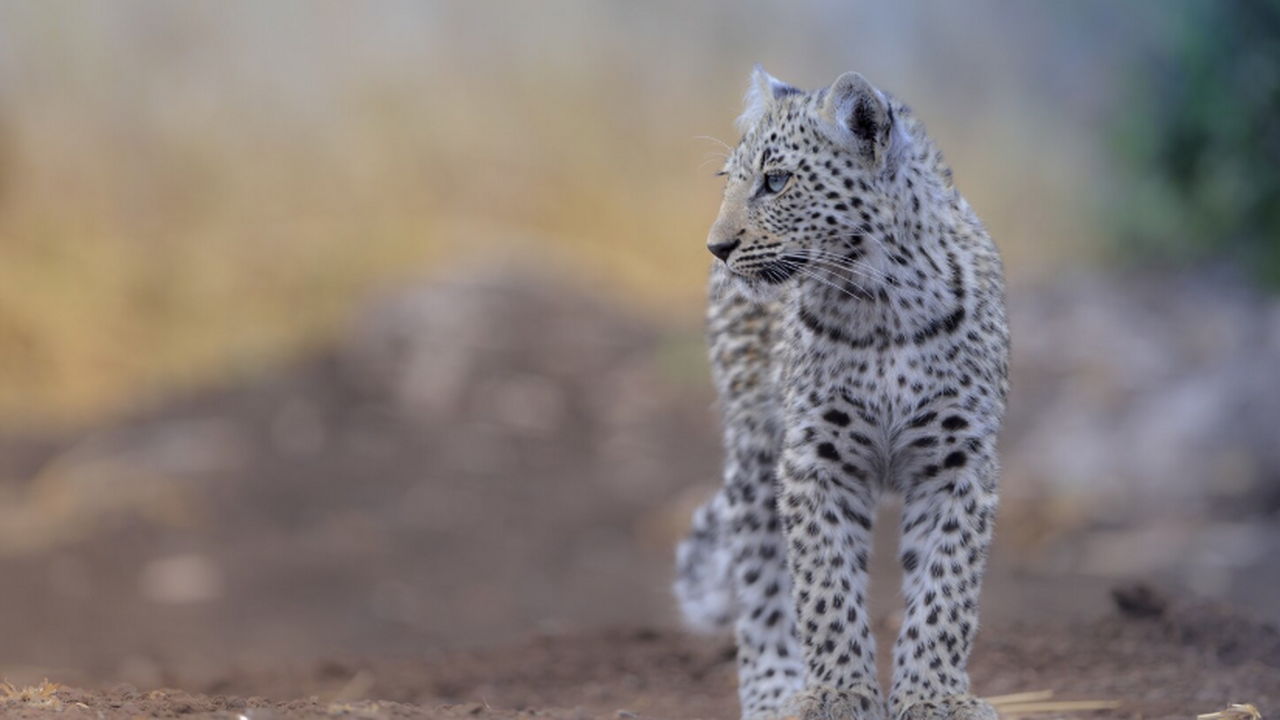 Кости африканского леопарда нашли у римского амфитеатра Виминациума Ученые провели генетический и изотопный анализ ...