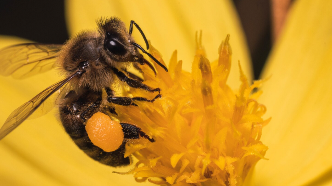 Шмели способны быстро «заразить» оптимизмом других особей Группа ученых установила, что шмели улавливают ...