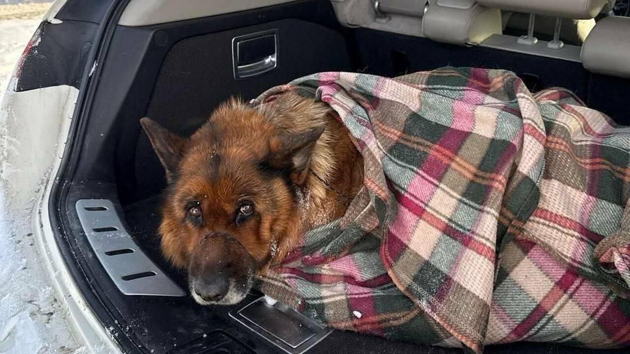 Самарский железнодорожник спас овчарку от гибели на платформе Сейчас собака проходит лечение в ветеринарной к...