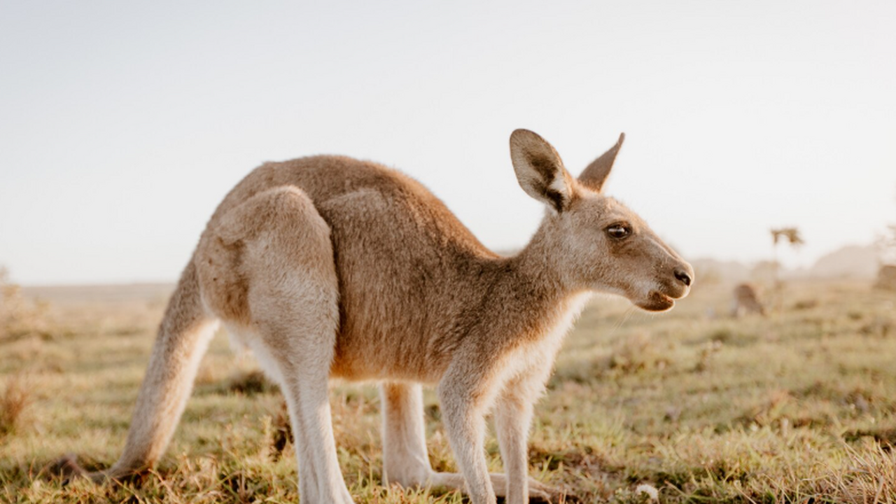 Прошло исследование: климатические изменения сформировали эволюцию кенгуру Исследование генов показало, что климат позднег...