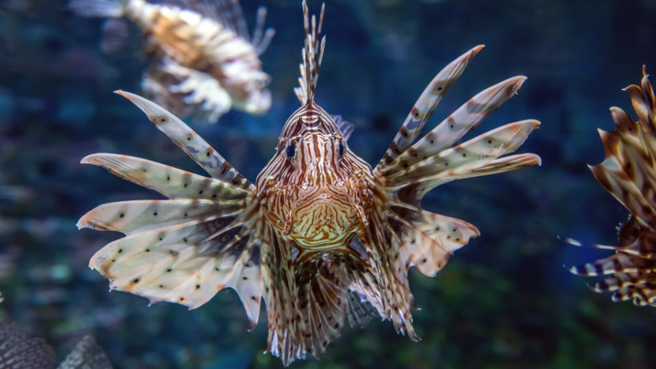  Учёные изучили рифы Bathelia candida и новые г...