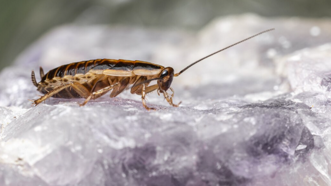 Посыпала вечером — а уже к утру тараканы сбежали из дома навсегда: про дорогие средства забыла Ночное шуршание за плинтусом — это не случайнос...