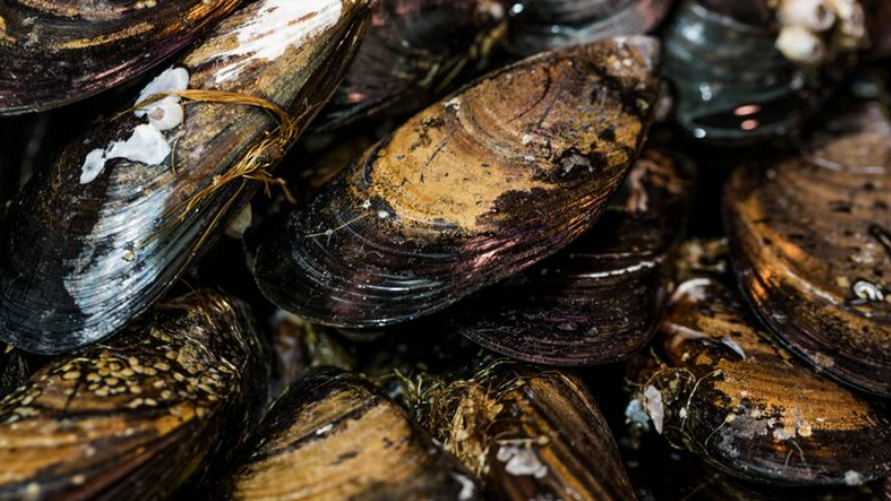 Ученые установили, что два внешне одинаковых ви...