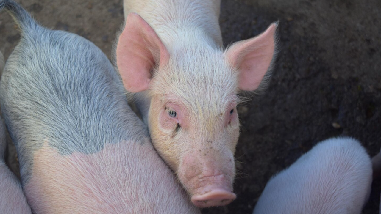 Ксенотрансплантация набирает обороты: уже около 10 операций за три года Случай с 61‑дневной работой свинной почки не ед...