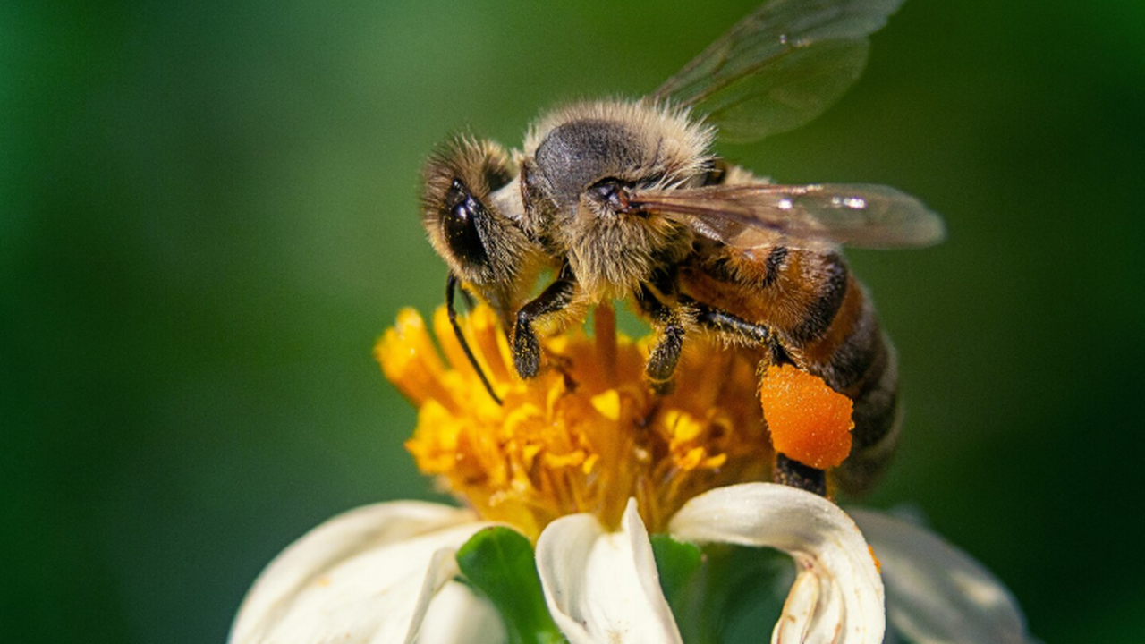 Учёные описали новый вид пчёл Megachile (Hacker...