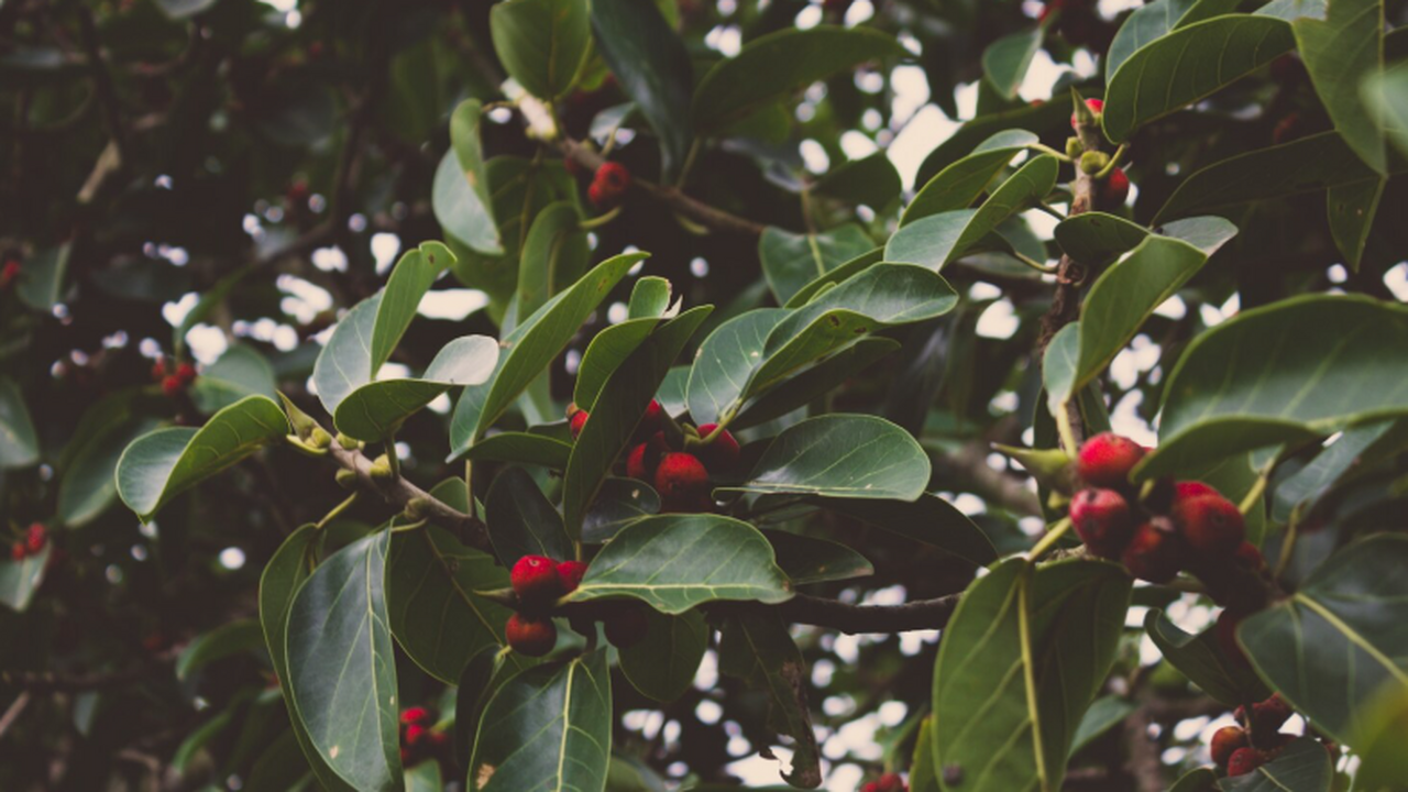 Исследователи нашли два новых вида грибов на ко...