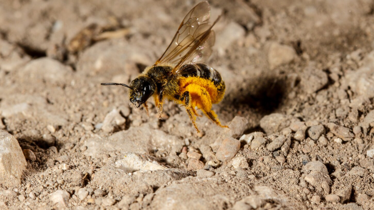 В карибской пещере нашли гнёзда 20 000‑летних пчёл в костях Необычная палеонтологическая находка на Гаити з...