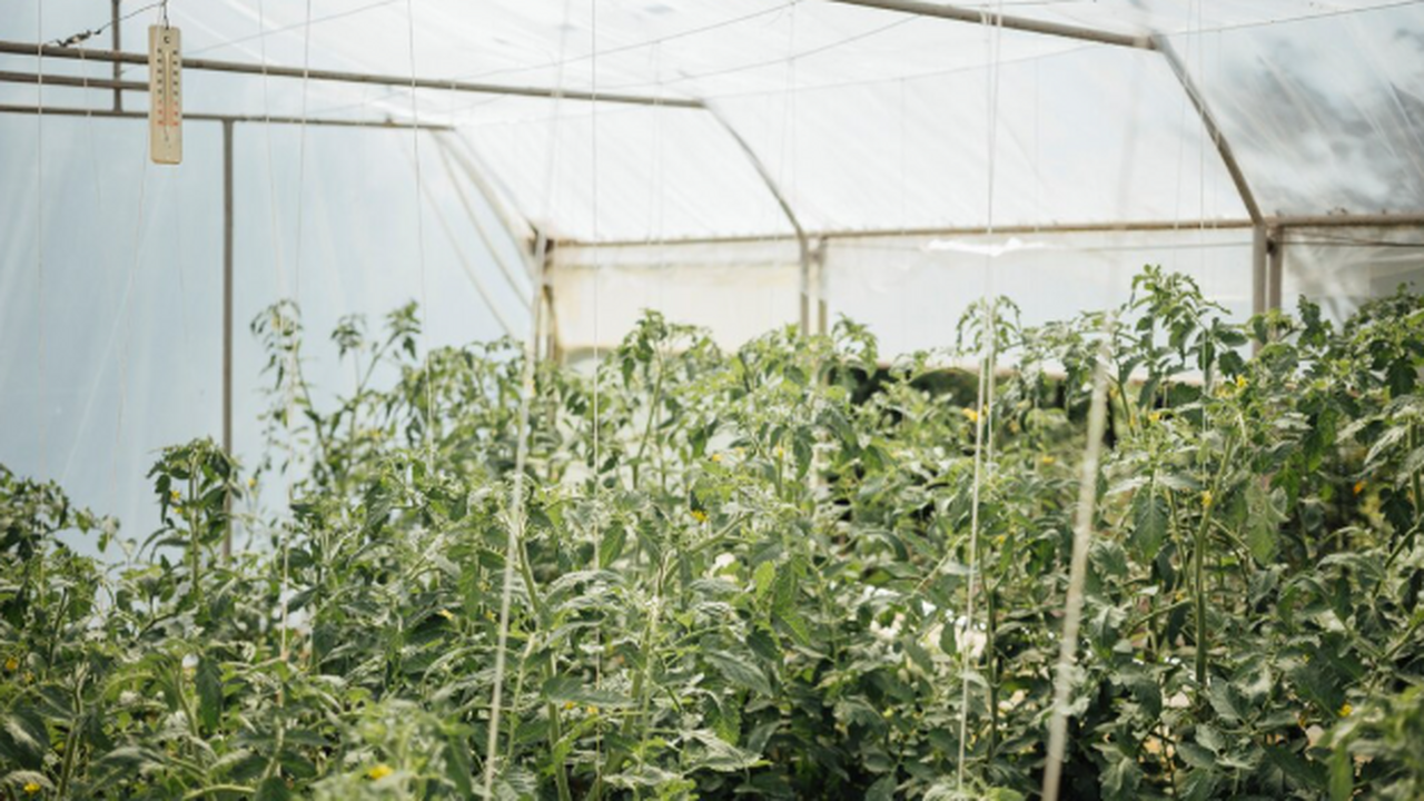 Осенью многие по привычке плотно закрывают тепл...