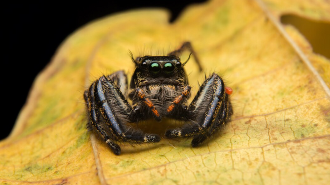 Ученые описали новый вид пауков, обнаруженный в...