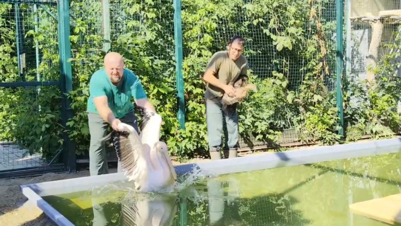 В самарском зоопарке открыли обновленный бассейн для водоплавающих Утки уже начали очищать оперение после периода ...