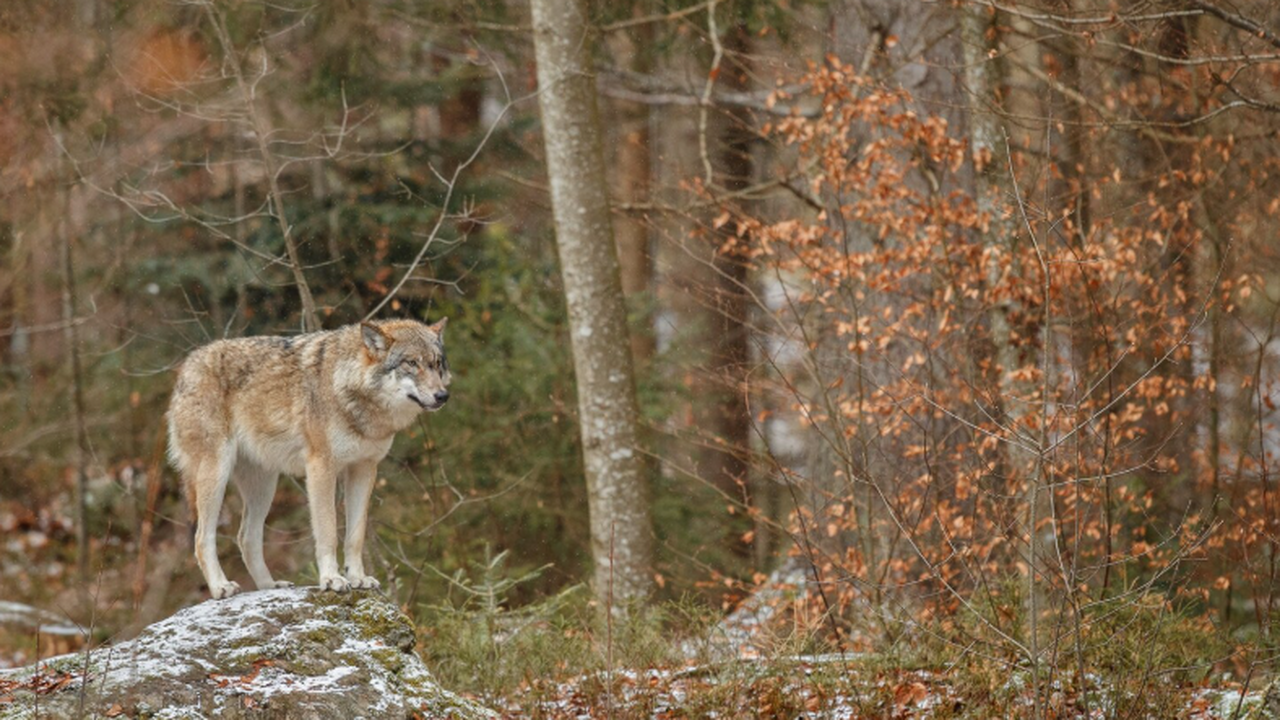 Учёные зафиксировали необычное поведение дикого...