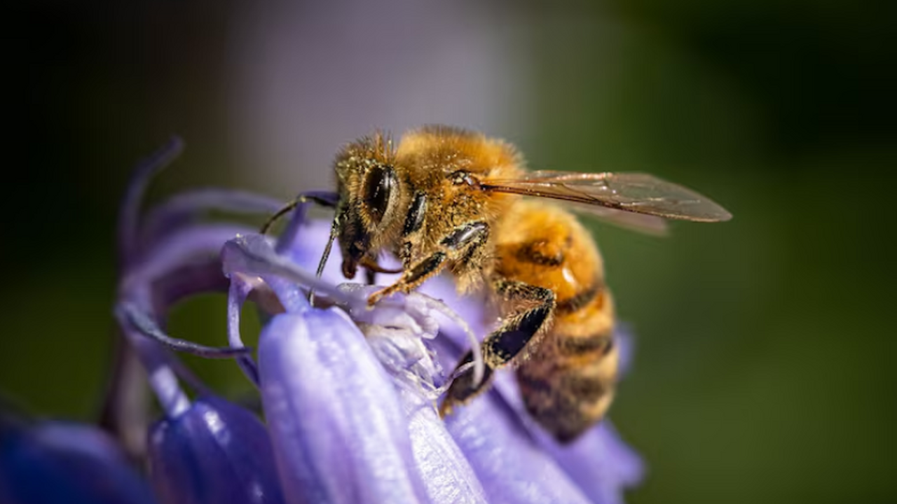 Ученые доказали, что дикие пчёлы служат биосенс...