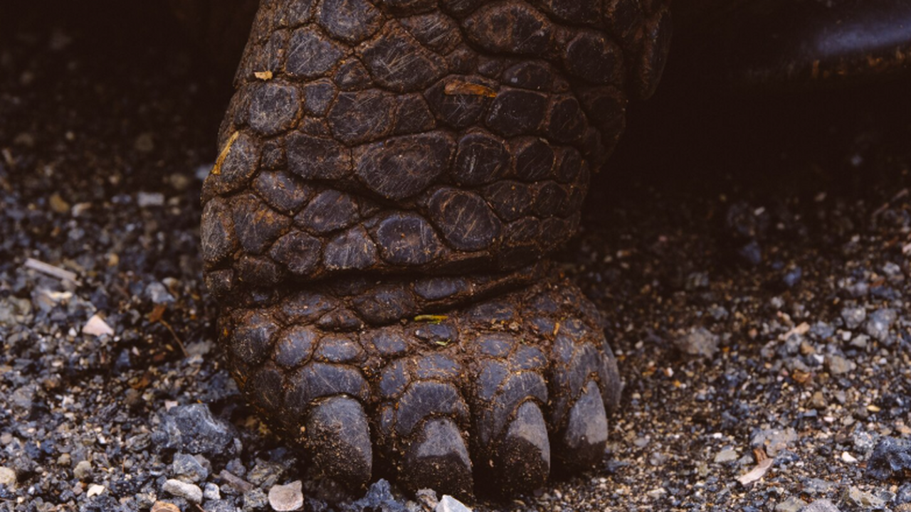 Боливийский парк Тороторо побил рекорд по числу следов динозавров Команда палеонтологов сообщила о рекордном по н...