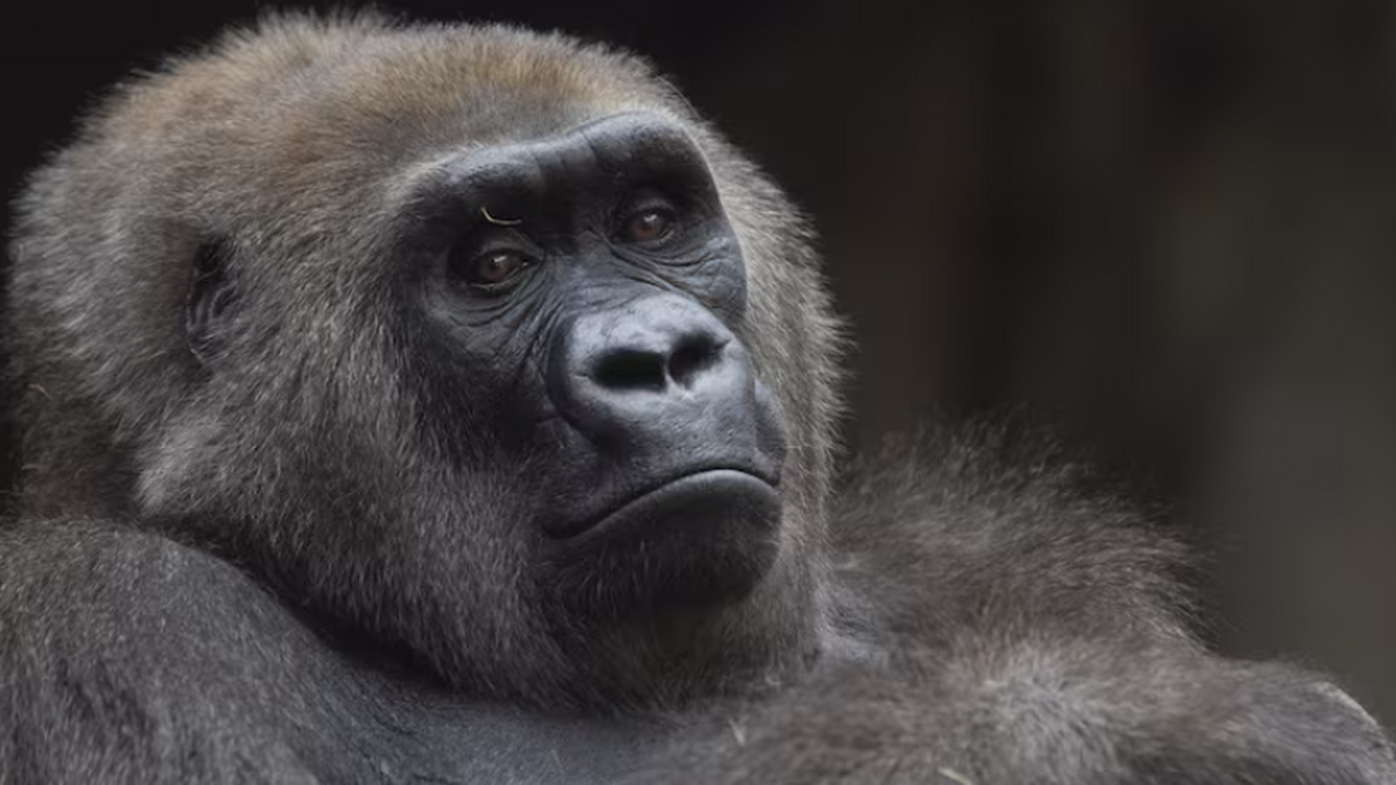 Шимпанзе пересматривают свои суждения при появл...