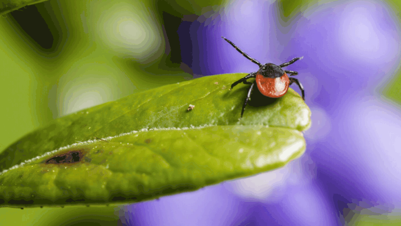 В Самарской области зафиксировано 479 укусов кл...