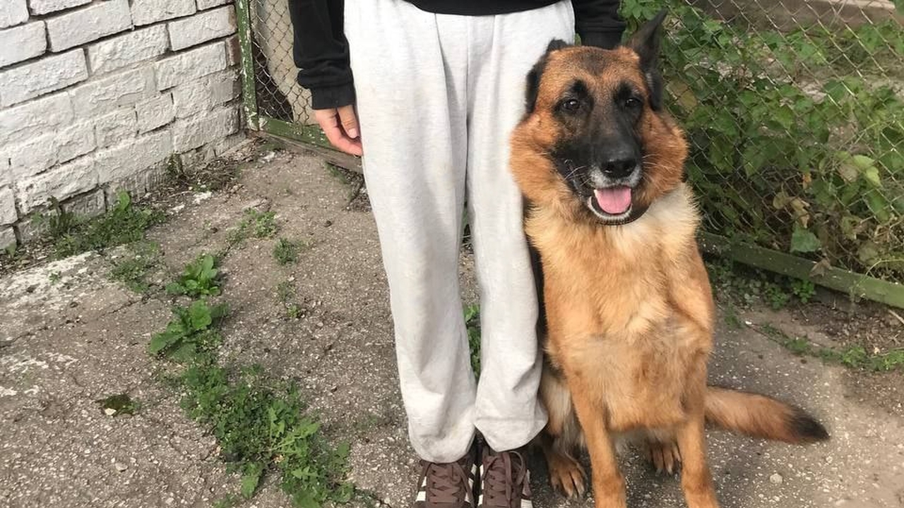 Дрессированные собаки Самарского УФСИН ищут новых хозяев после службы Воспитанные и привитые собаки могут стать друзьями