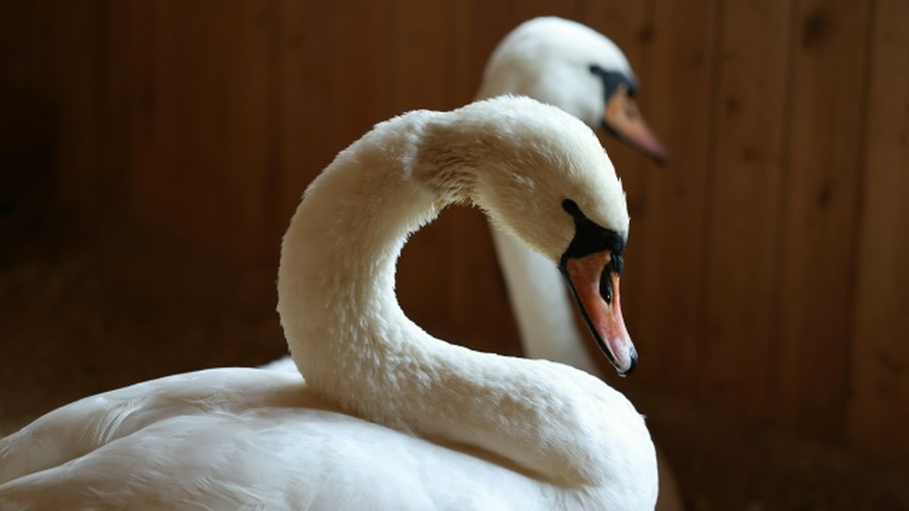 В «птичьем зоопарке» парка теперь семь птиц: пя...