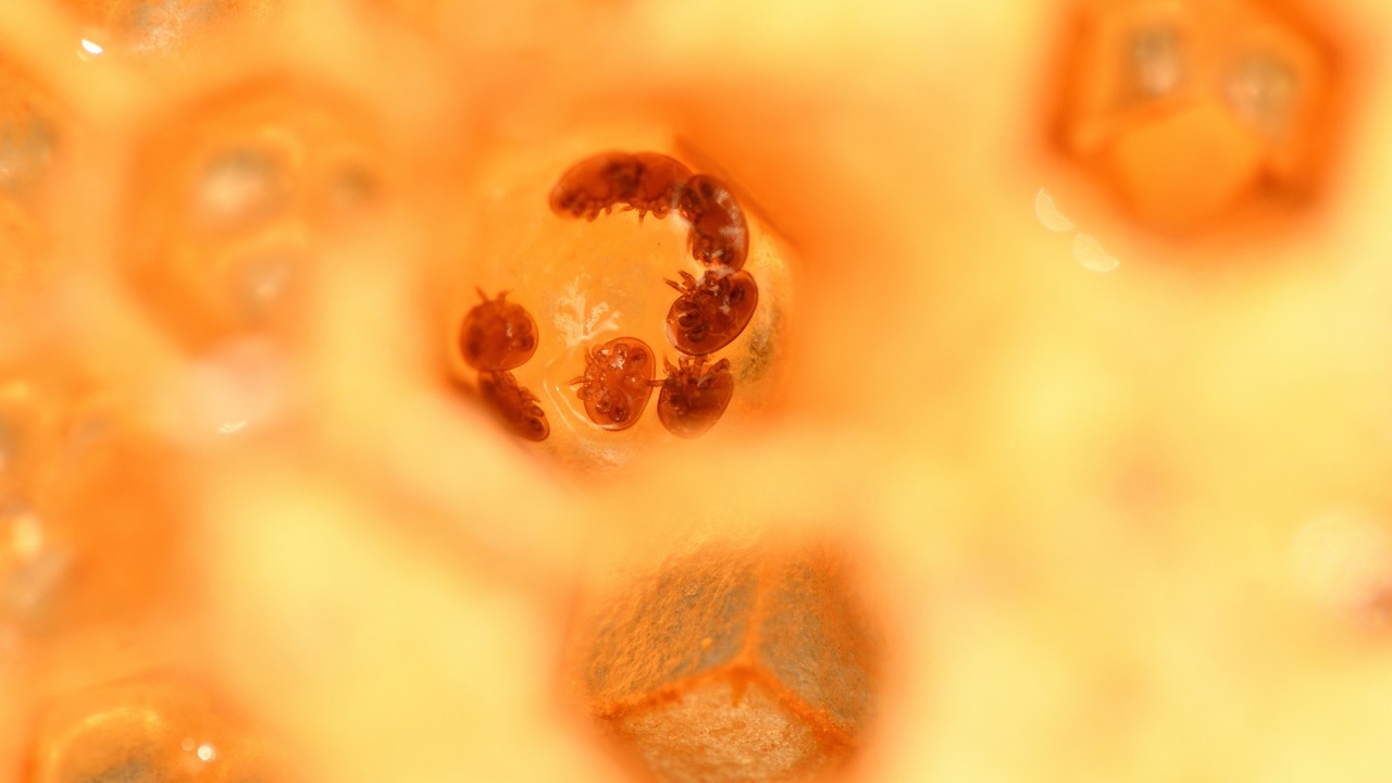 Раскрыта 40-летняя загадка паразита, вызывающего сонную болезнь Ученые установили, что за этим процессом стоит ...