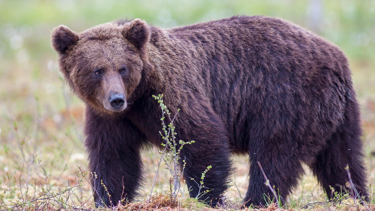 Хищник неоднократно предпринимал попытки попаст...