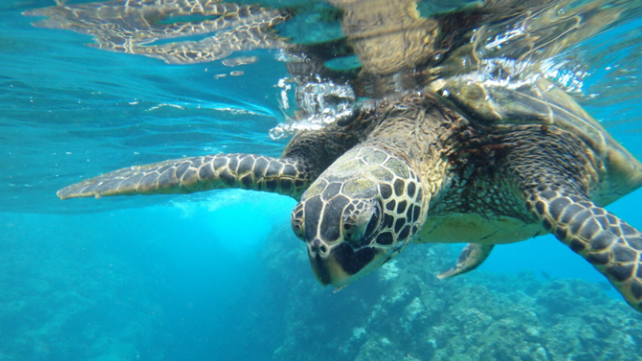 На острове Триндади пластик накапливается в гне...