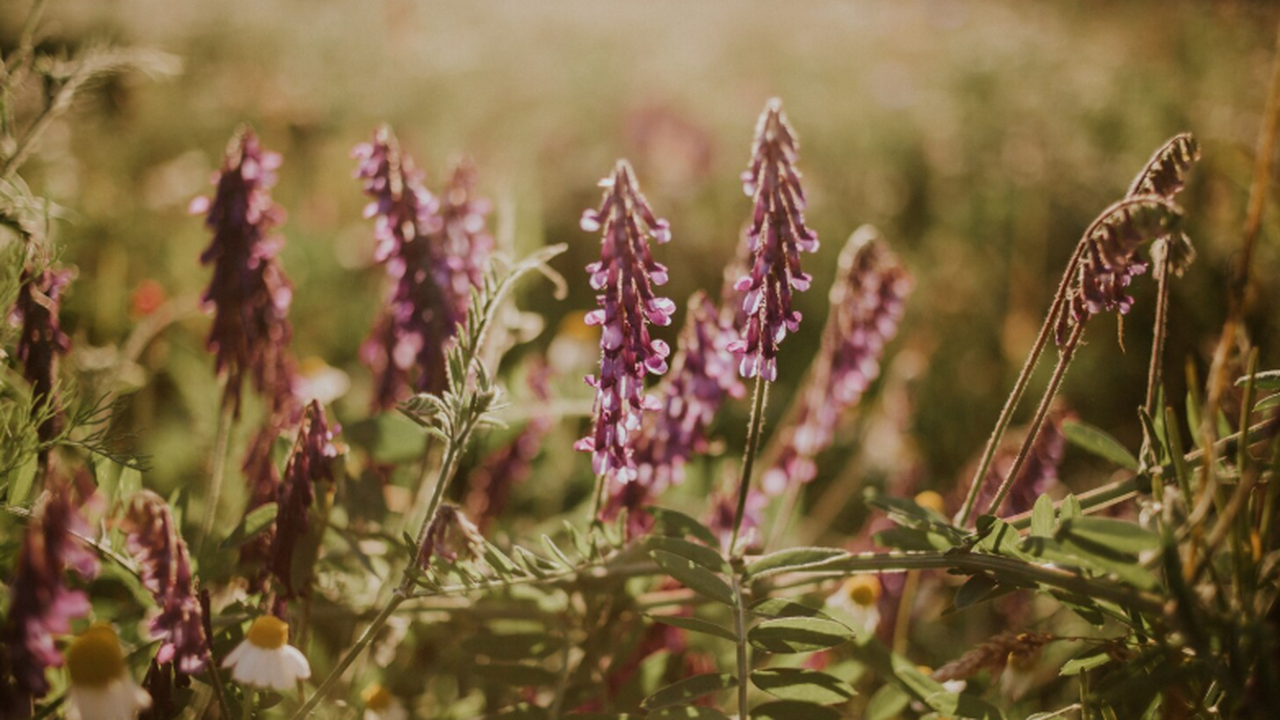 Тимирязевская академия создала цифровую платфор...