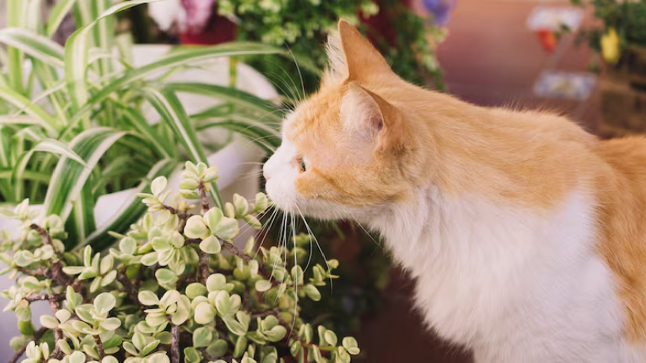 Ангелина Сиротина предупреждает: лилии, фикусы ...