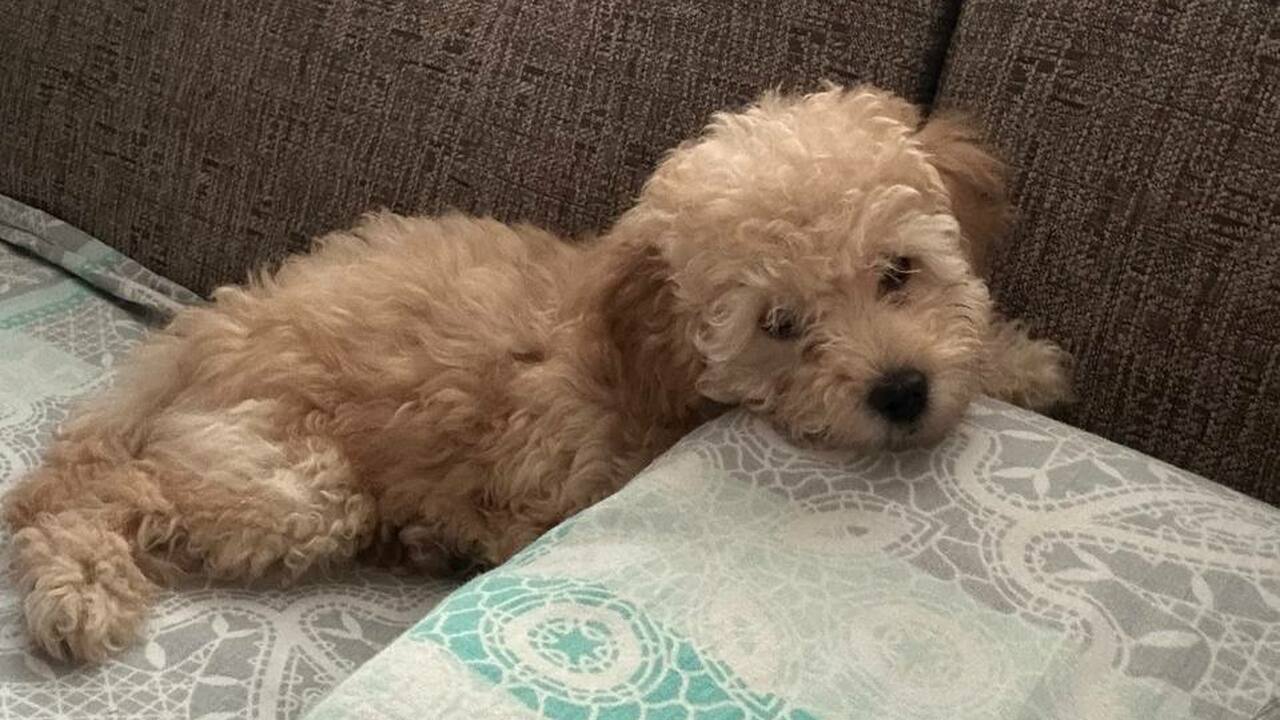 Регистрация и нормы по метражу: новые правила для домашних животных с 2026 года В Самарской области с 2026 года вводят новые пр...