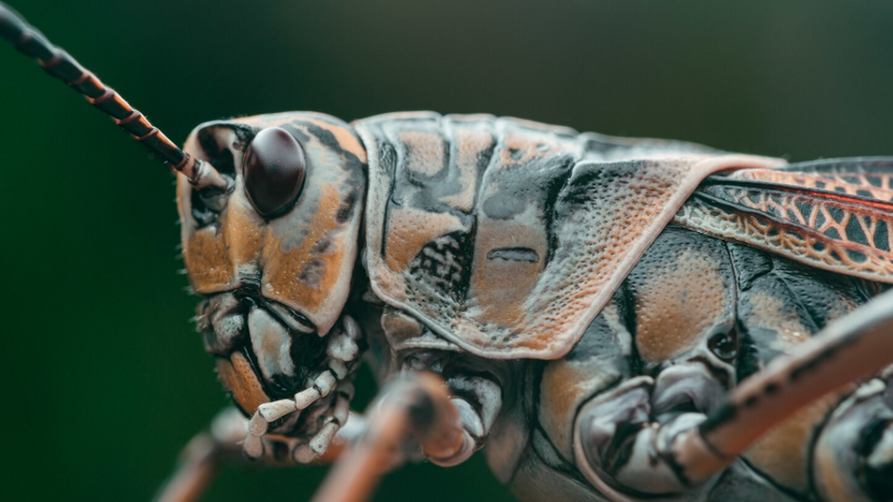 В Забайкалье исследованы окаменелости насекомых...