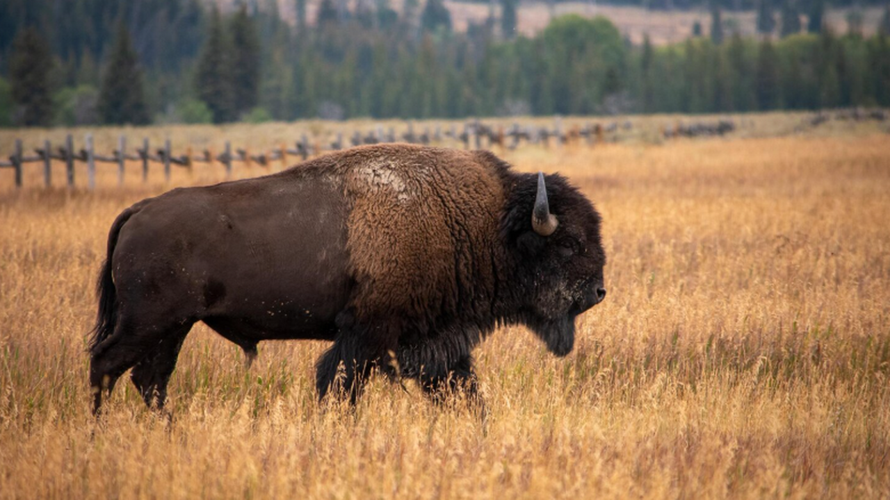 Эксперты назвали, где в Европе сегодня можно увидеть зубров в естественной среде После почти полного исчезновения зубры возвраща...