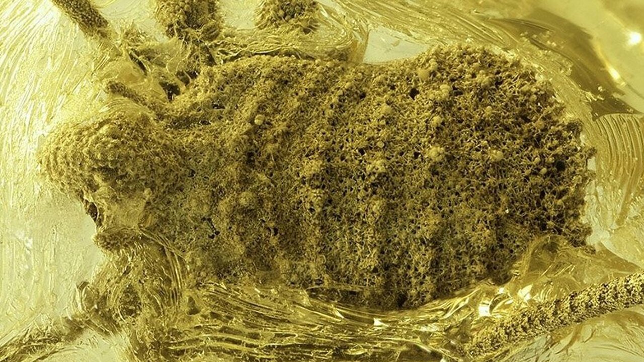 Вид Balticolasma wunderlichi относится к группе...