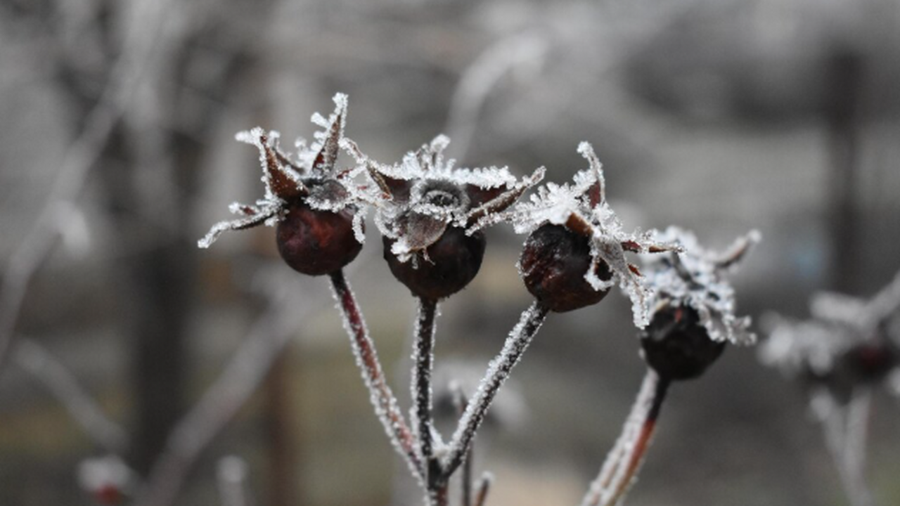Не просто холодно, а нестабильно: зима, которая...