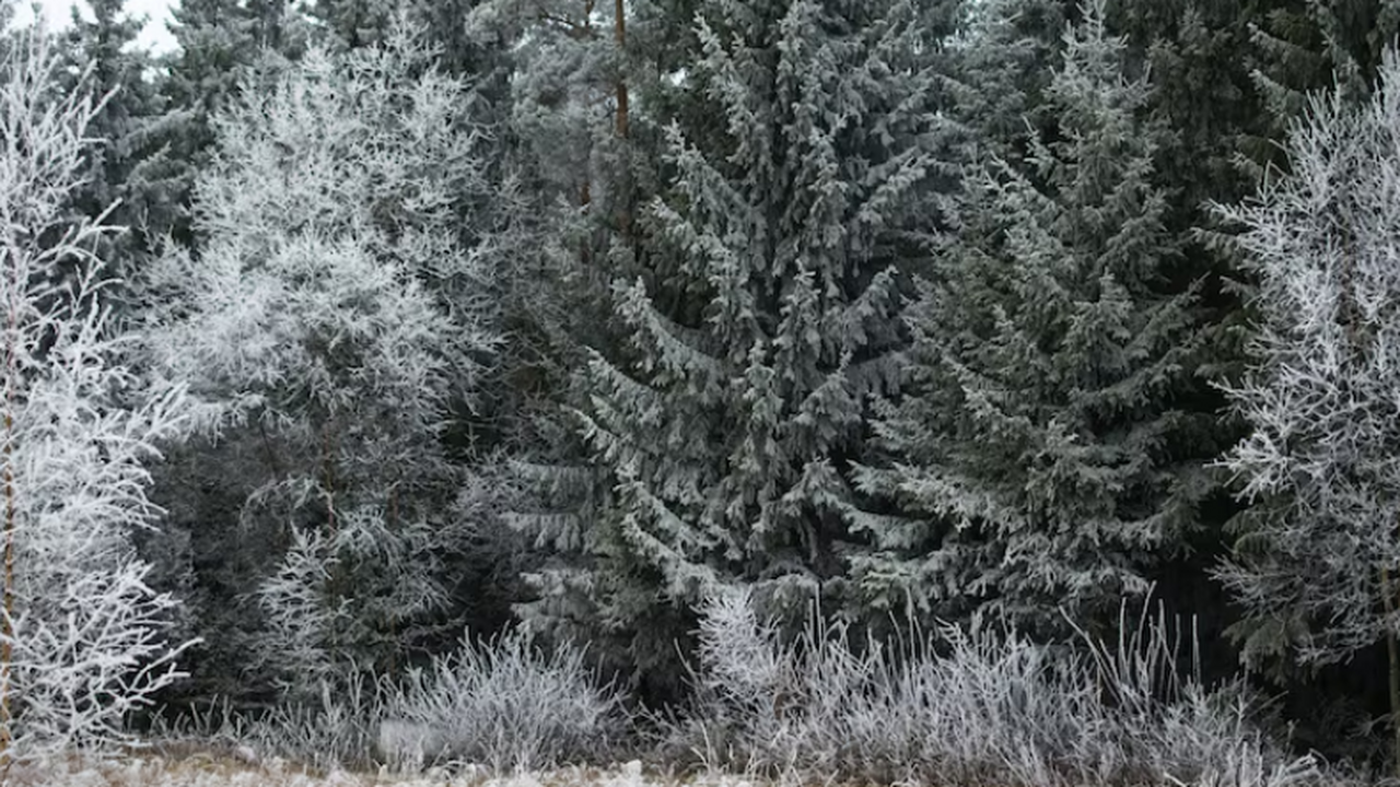 Семья Усольцевых могла искать путь в США по версии эксперта Игнатова Криминалист Михаил Игнатов высказал версию, что...