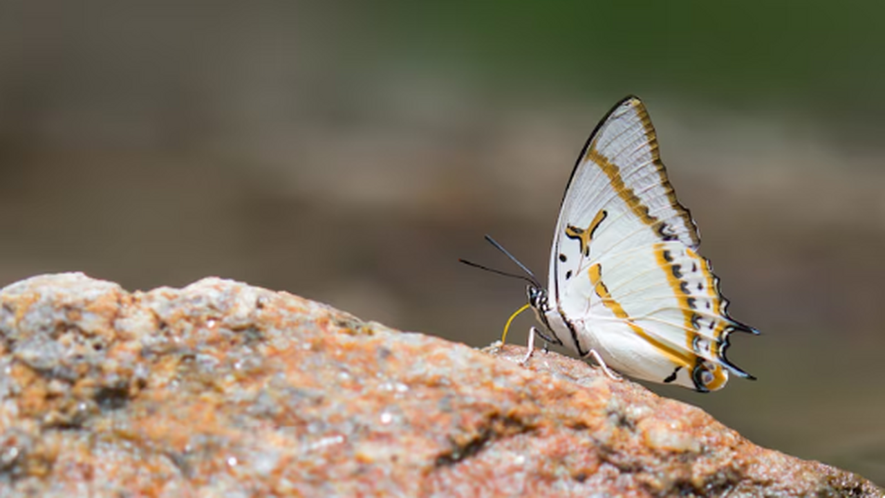 Исследование арктических чешуекрылых показало п...