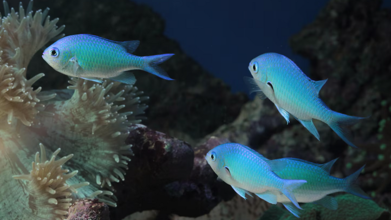 Генетическое исследование показало, что первые ...