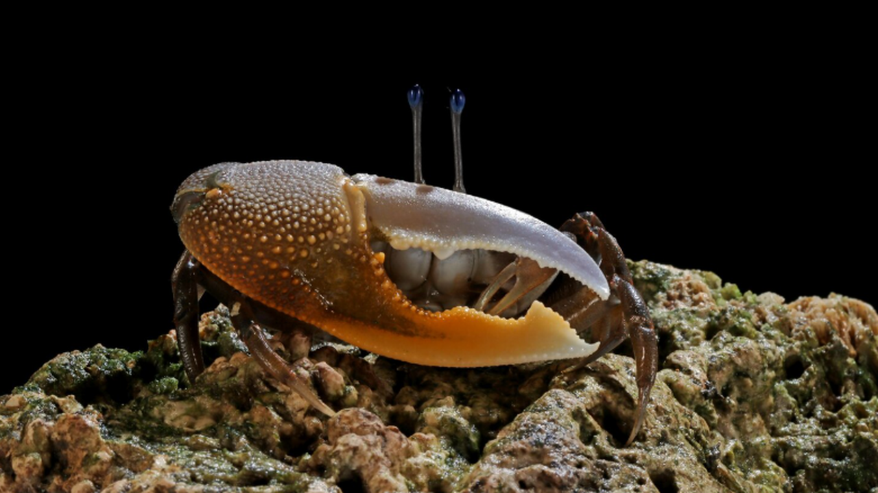 Учёные в Китае зафиксировали случаи заражения г...