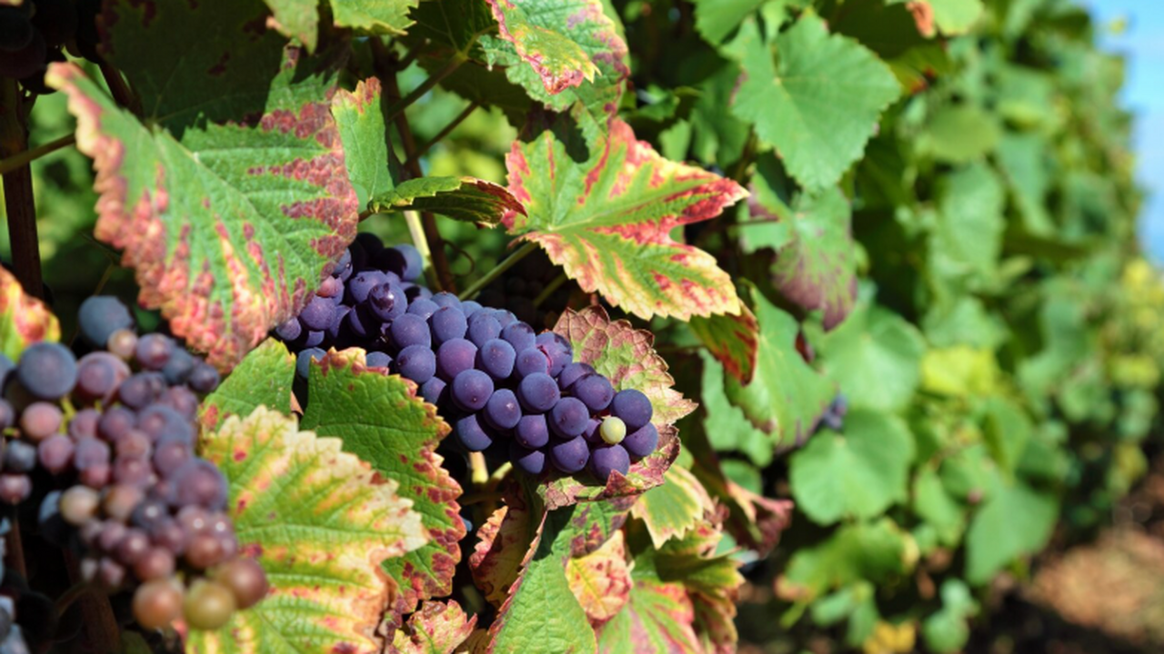 Регулярное добавление винограда в рацион улучша...