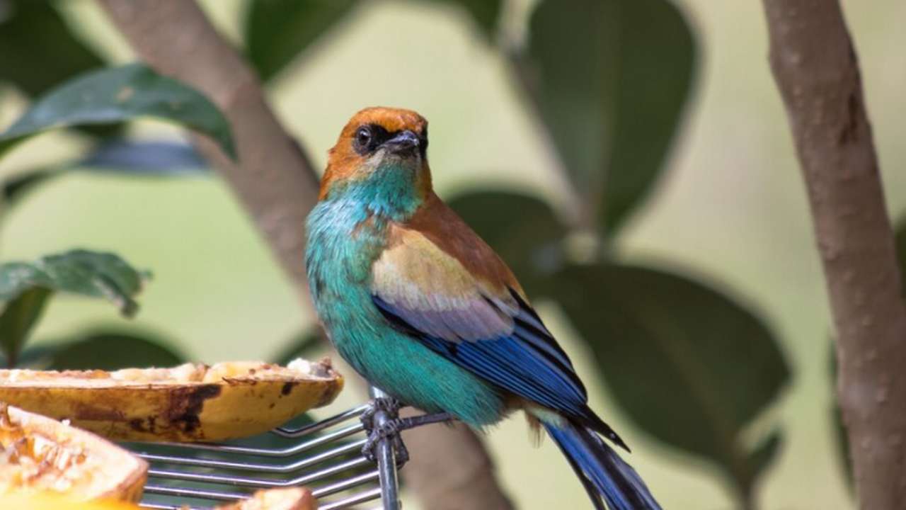 Международная группа орнитологов установила, чт...