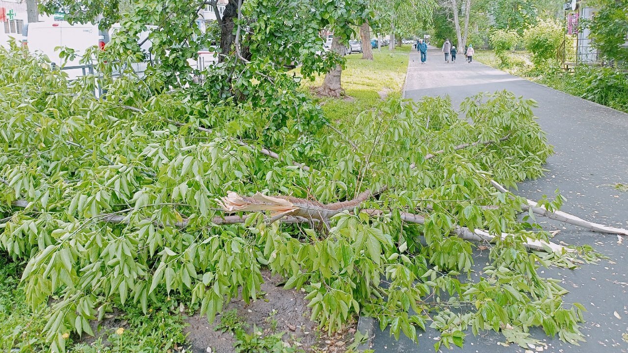В Самаре ураган повалил дерево на школьниц. Одн...