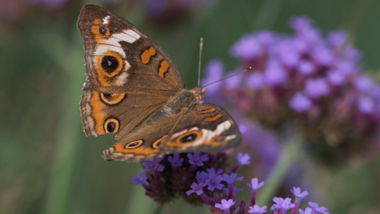 Международные учёные выяснили происхождение арк...