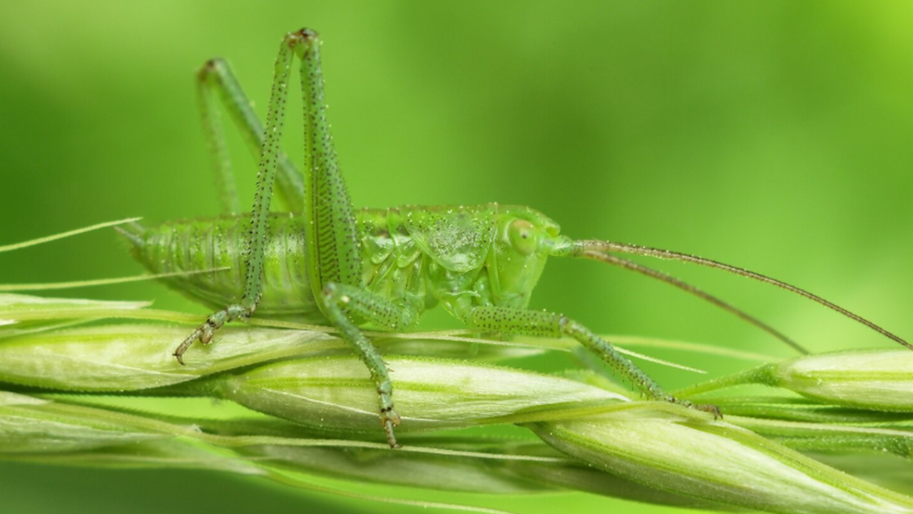 Учёные в Ecology описали кузнечика, который мен...