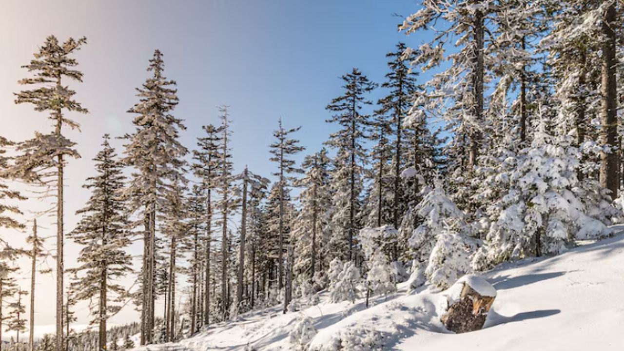 «Отец не мог исчезнуть без следа»: сын Усольцевой верит, что семья выбралась Сын пропавших в тайге супругов Усольцевых убежд...