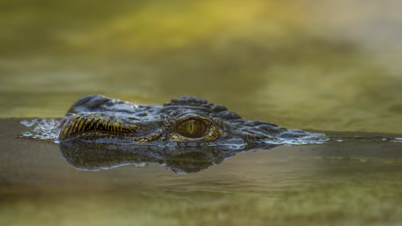 Учёные распознали музейного родственника триасового крокодила Палеонтологи обнаружили новый вид крокодиломорф...