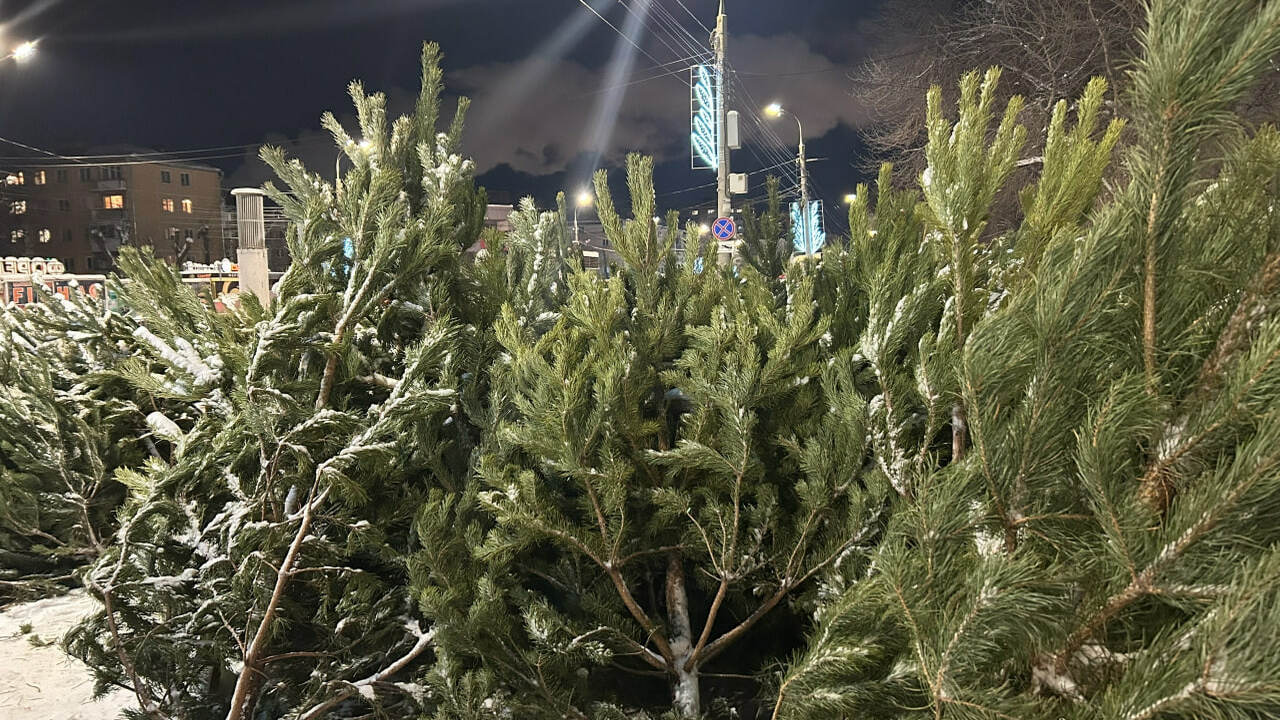 Жители Самары могут сдать новогодние елки и сос...